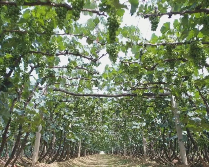 营口鲅鱼圈葡萄苗,营口鲅鱼圈葡萄种植