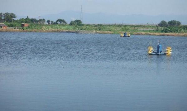 对虾养殖与疾病预防,对虾养殖突发肠炎