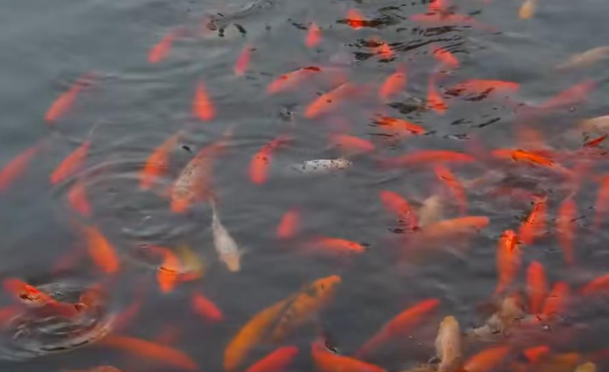 金鱼养多了怎么处理,金鱼养得越来越瘦