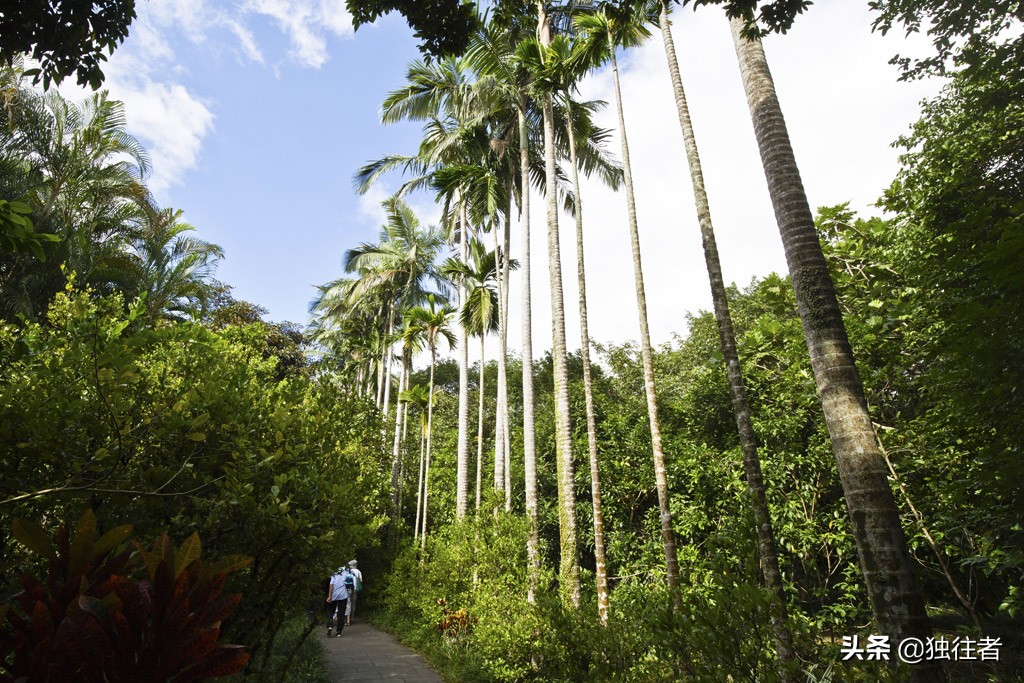 热带植物的百科全书，匪夷所思的植物王国，兴隆热带植物园