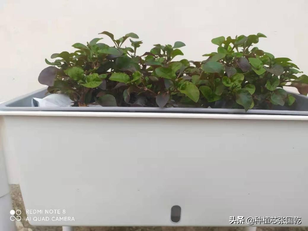 枸杞芽苗菜种植技术,室内枸杞芽苗菜的种植方法