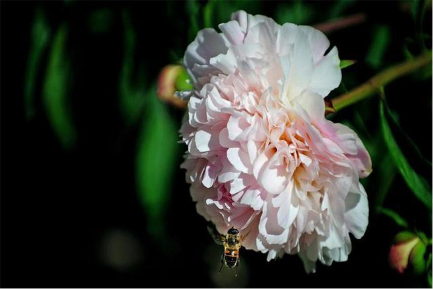 芍药花如何养殖和管理视频,芍药花栽培与养殖视频教学下载