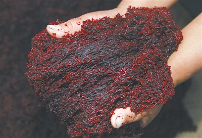 钓鱼用红虫会得病？胡说八道！真正的“害处”不在这