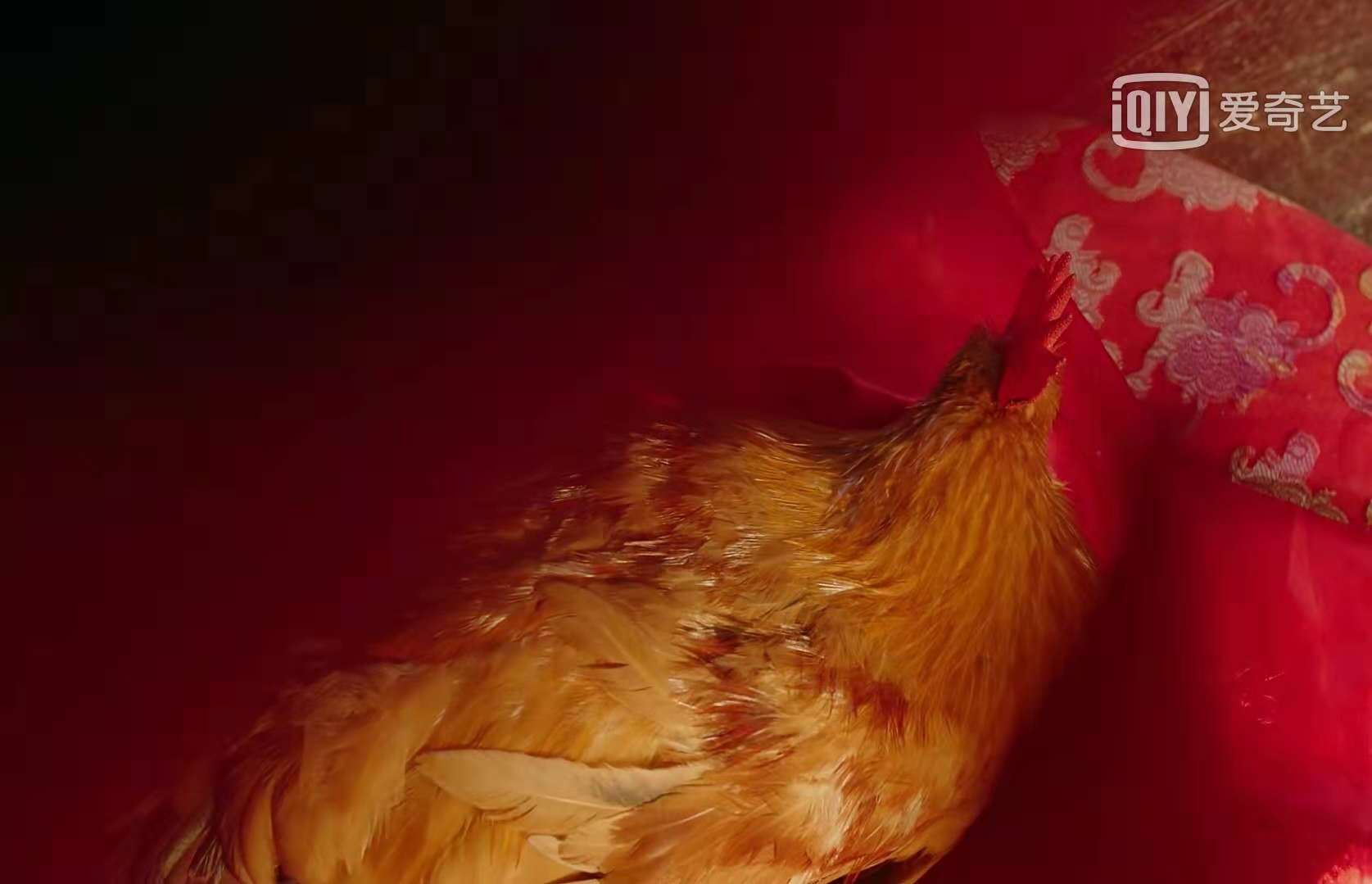 和鸡拜堂成亲的小说,跟鸡成亲的电视剧