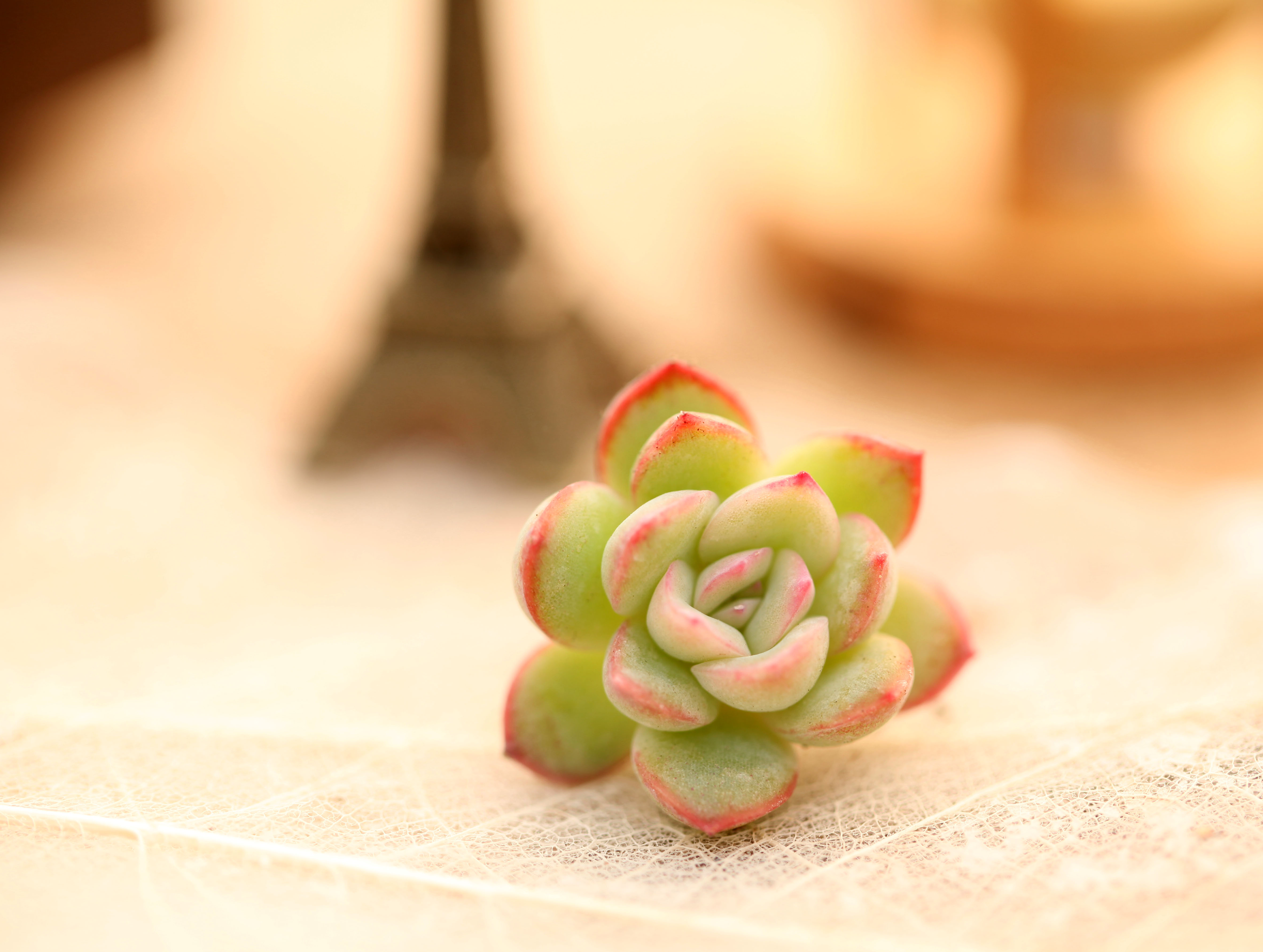 多肉植物干枯了还有办法补救吗,多肉植物茎枯萎怎么救活