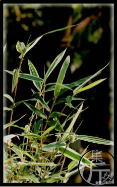 宁可食无肉不可居无竹词朗读,宁可食无肉不可居无竹带字图片