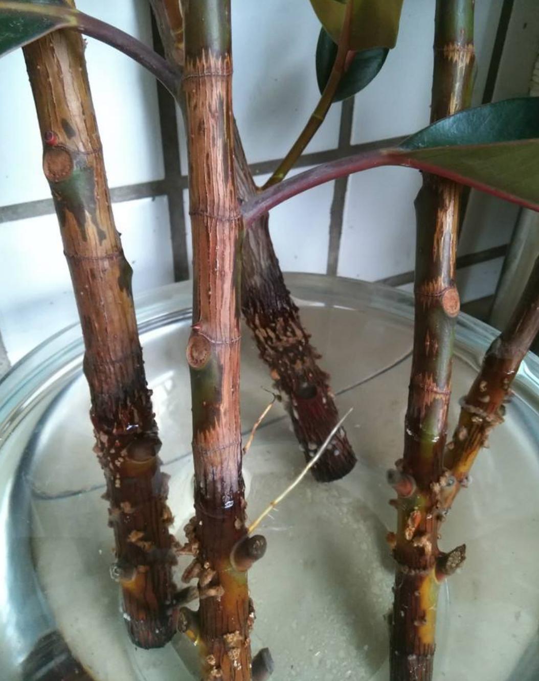 橡皮树枝条徒长怎么办,橡皮树修剪后就一个侧芽