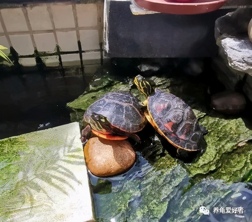 腐皮的乌龟怎么过冬,广东乌龟过冬腐皮