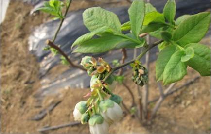 蓝莓园害虫的症状和防治,蓝莓地下害虫蛴螬防治