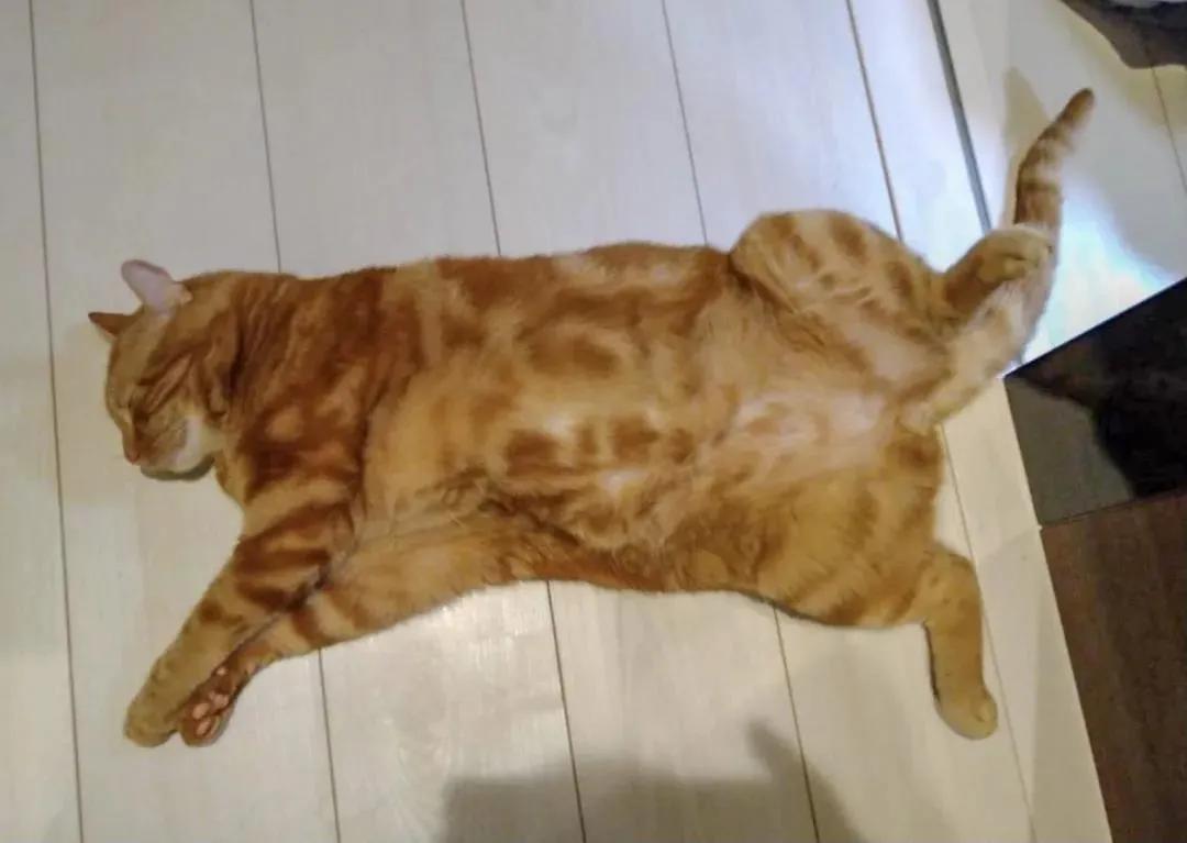 猫的终极凡尔赛：你的屏幕放不下我的腿