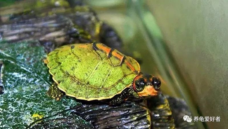 养龟常见问题及解决办法,养龟之前先要看看的干货知识