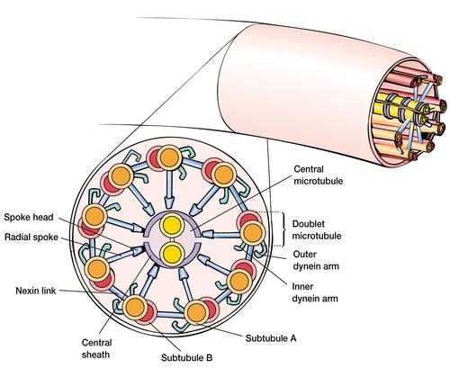 精子的游动速度是多少,精子是怎么新陈代谢的