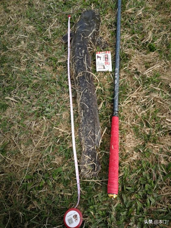 鏅編娓斿叿,鏅編楸艰偉