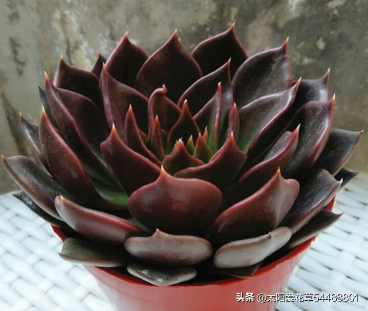 黑王子怎么养护多肉,多肉植物黑王子怎么养护视频讲解