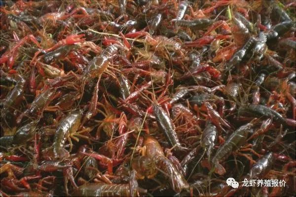 投资养殖小龙虾100亩成本多少钱,小龙虾成本与利润