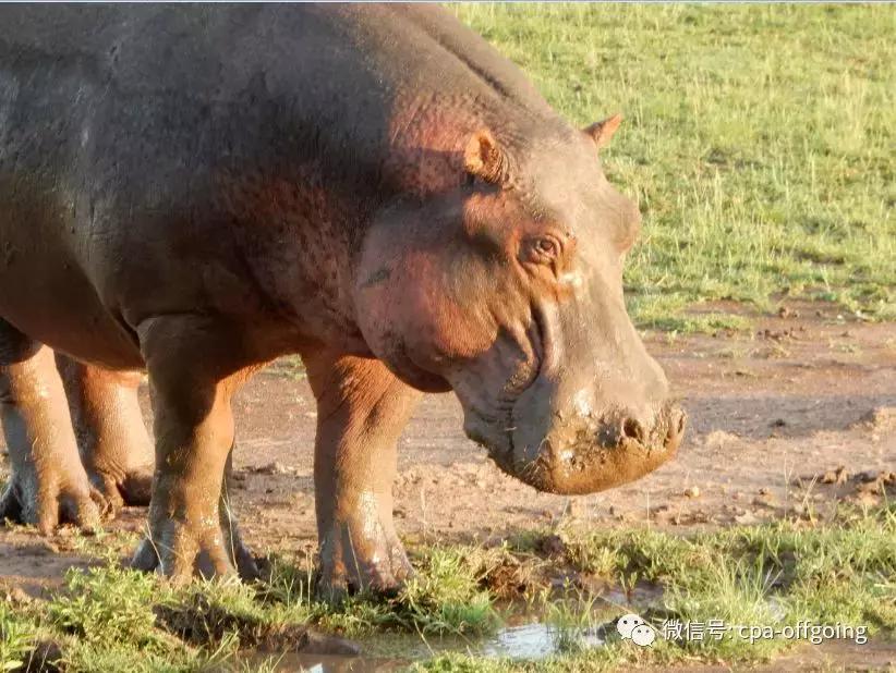 这个野奢的国度,欧美、日韩人都爱去,为何我们国家没人去?