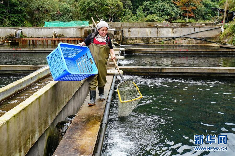 美人鱼白手起家,美人鱼创业