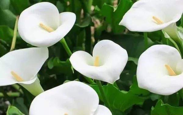 世界各国的国花集锦惊艳,世界各国国花大全