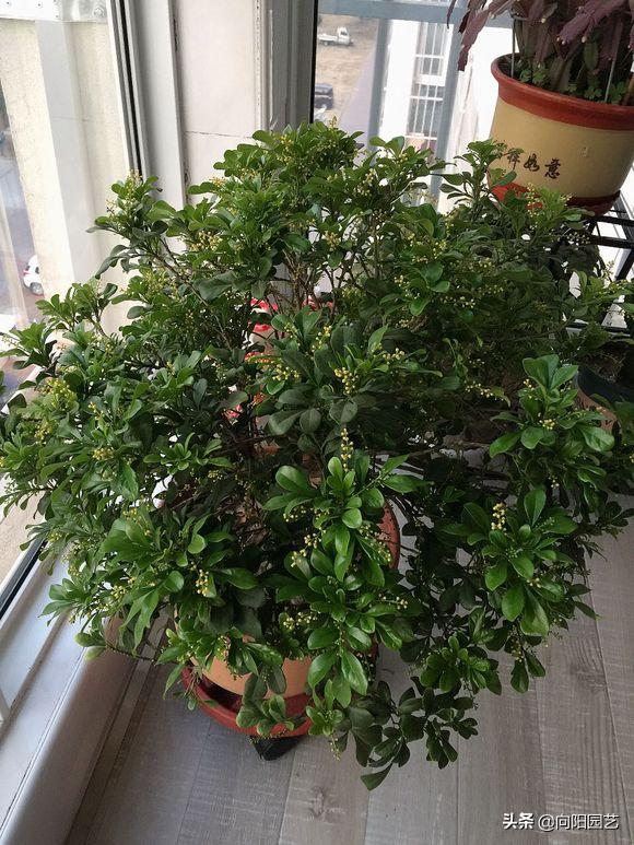 米兰冬天怎么养开花多,米兰花耐寒多少度