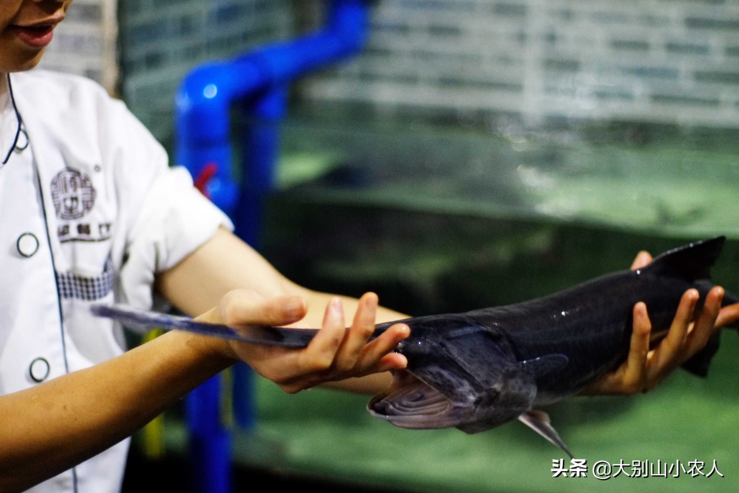 多地捕获！既是保护又是入侵鱼种，烫手的“长嘴怪鱼”如何处理？