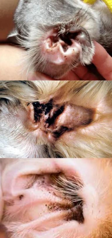 猫耳螨导致耳朵溃烂,猫咪耳螨引起耳血肿怎么办