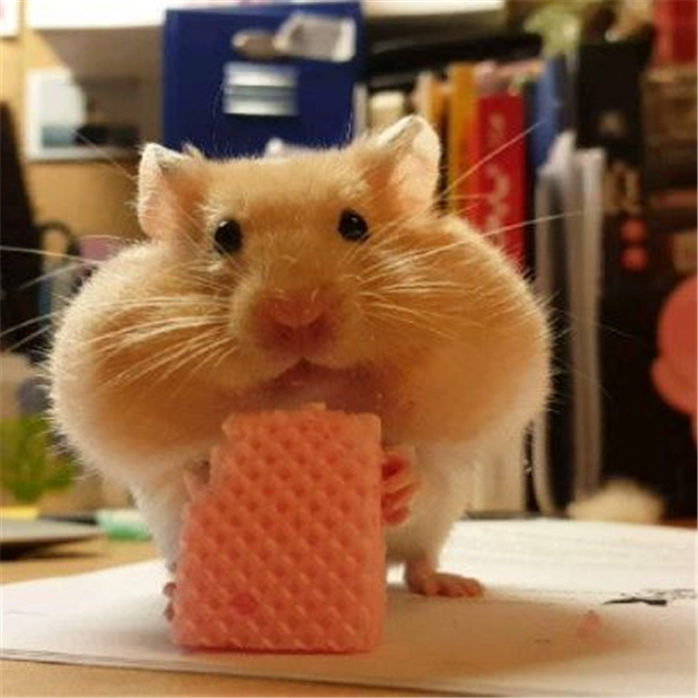 仓鼠想喝水怎么喂它吃食,仓鼠的生活习性和吃食