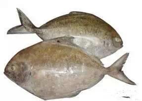 开海什么海鲜最好,开海季肥美海鲜