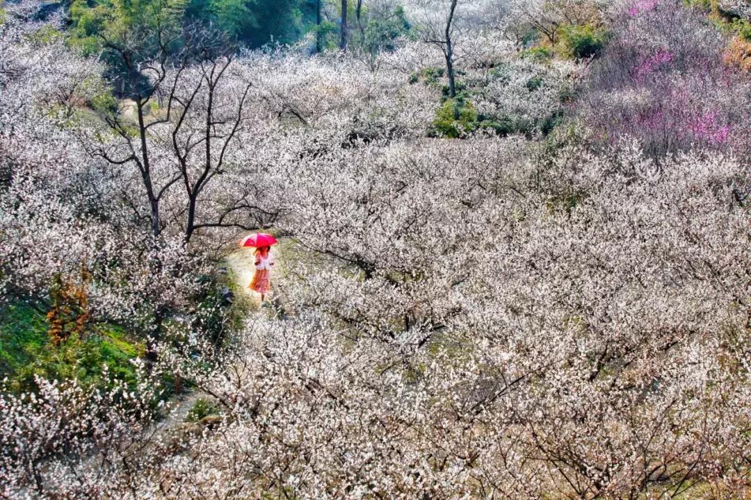 香雪海什么时候开放,香雪海惊艳了多少人