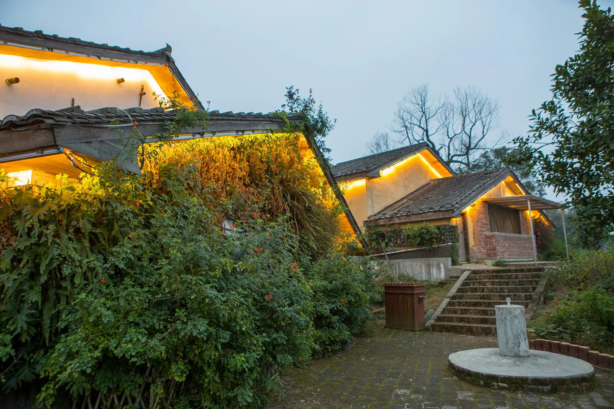 高岭古村银杏,高岭乡高岭村