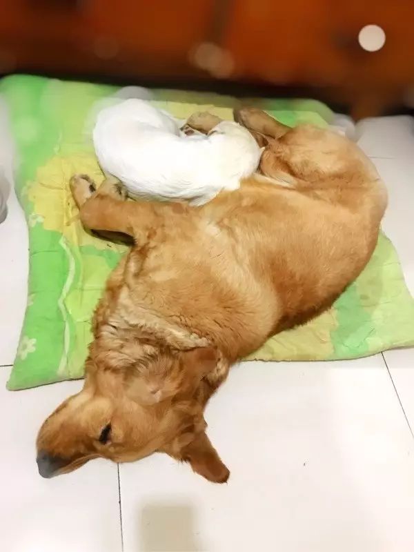 自家的狗成精了是怎样一种体验？