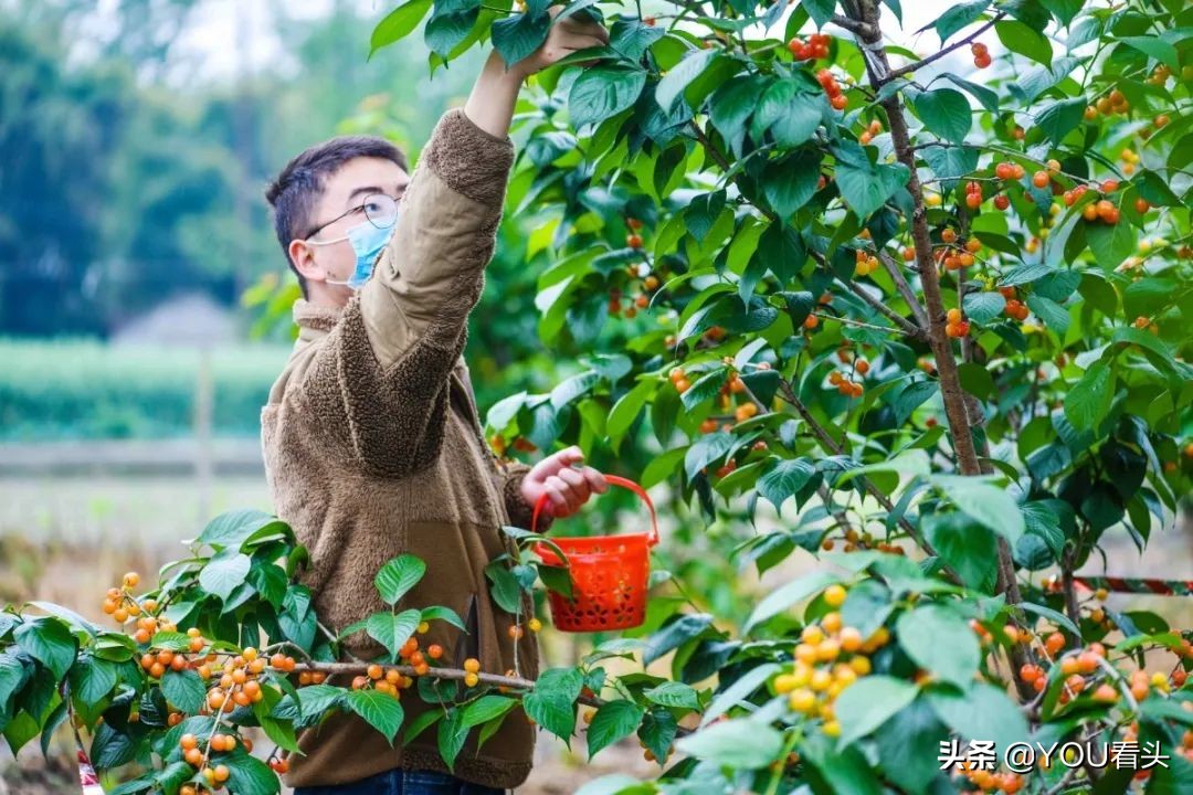 成都市恩桃儿,恩桃成都