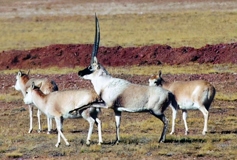 雌性伟大,雄性薄情,藏羚羊的交配和繁殖,奇怪的知识又增加了