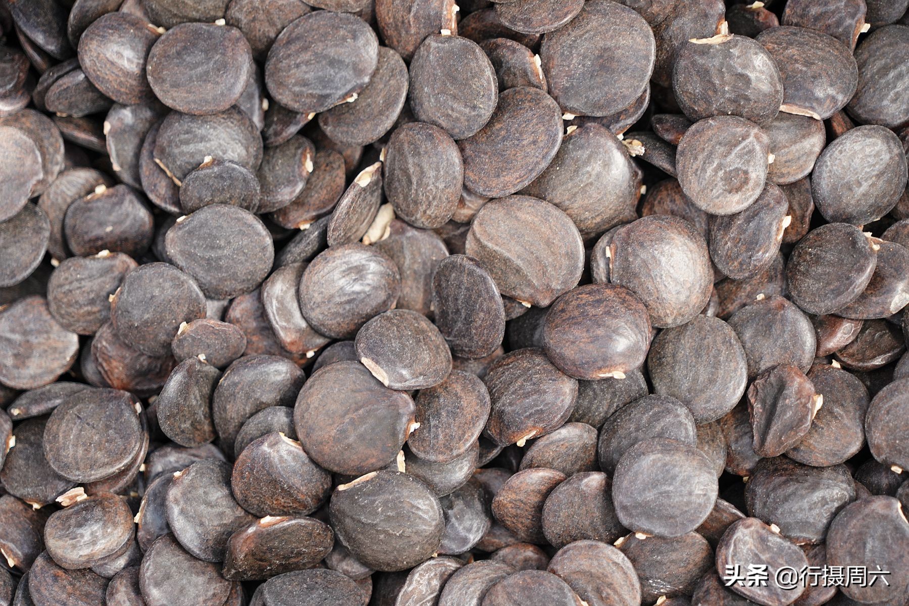 农村创业种植的真实经历,农村山里种植什么赚钱快