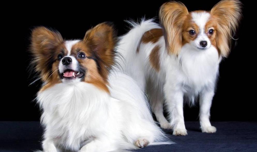 月薪3000养什么狗,养什么狗最好养又听话还便宜