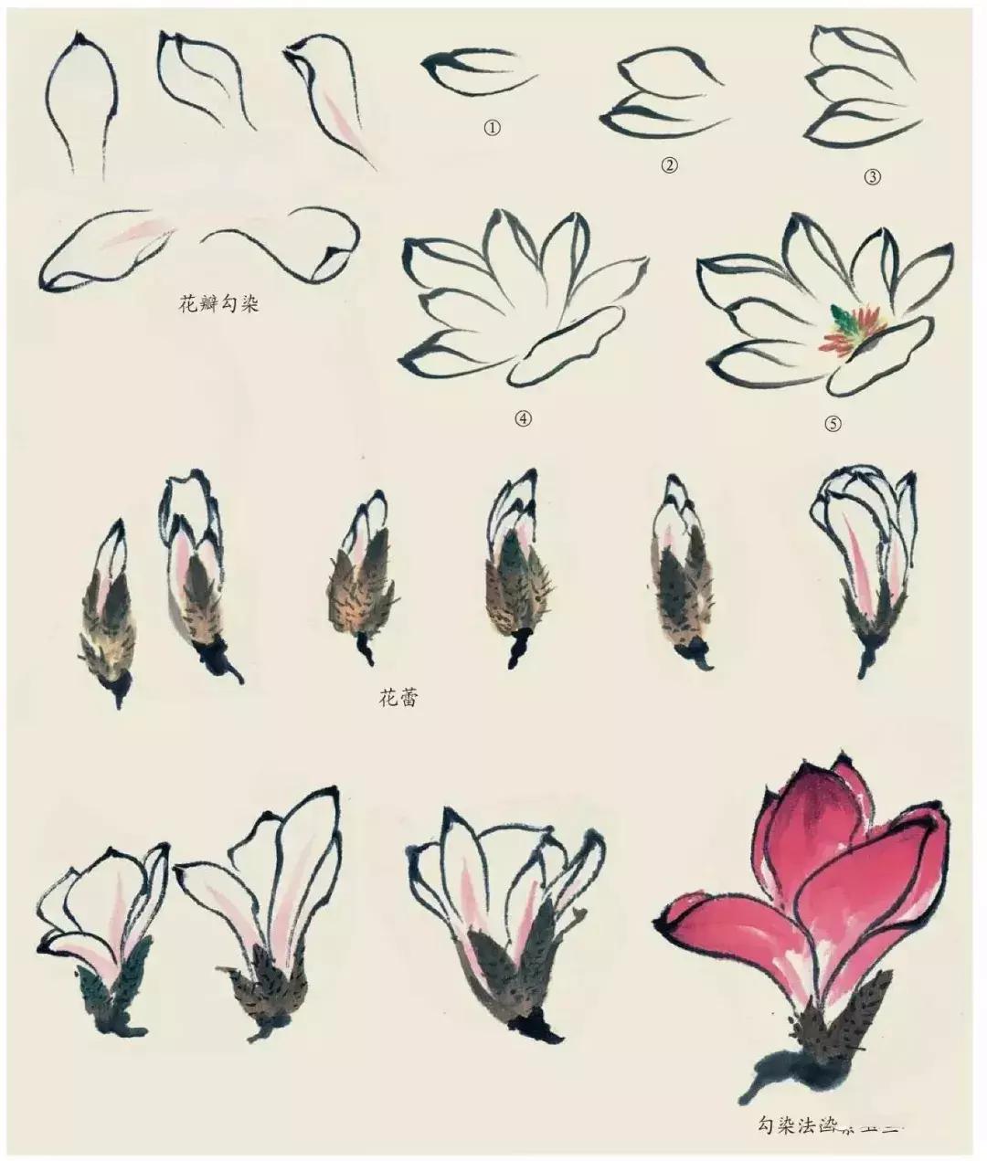 国画团扇花卉画法,国画中常见花卉的画法