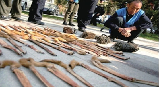 江苏捕杀黄鼠狼案件原视频,俩男子5天非法猎杀24只黄鼠狼