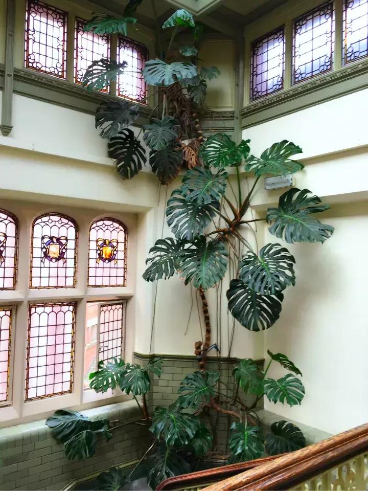 适合家里西阳台养耐阴的花,家里宜养的花草室内耐阴花