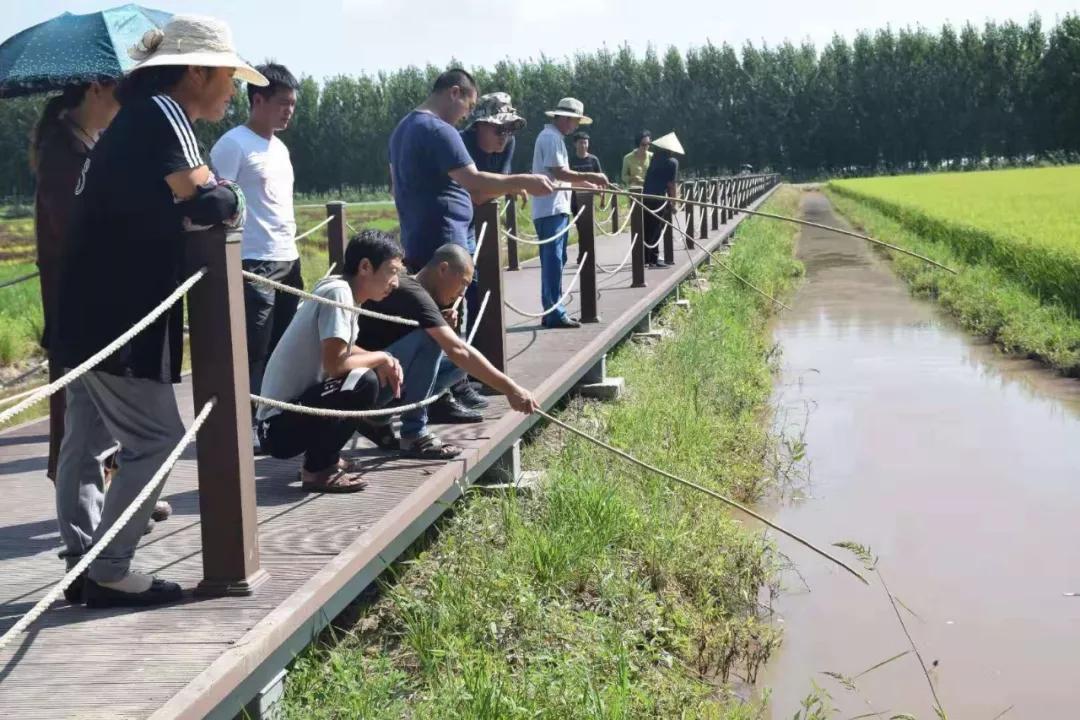 曹妃甸稻花节怎么样,曹妃甸稻花节现状