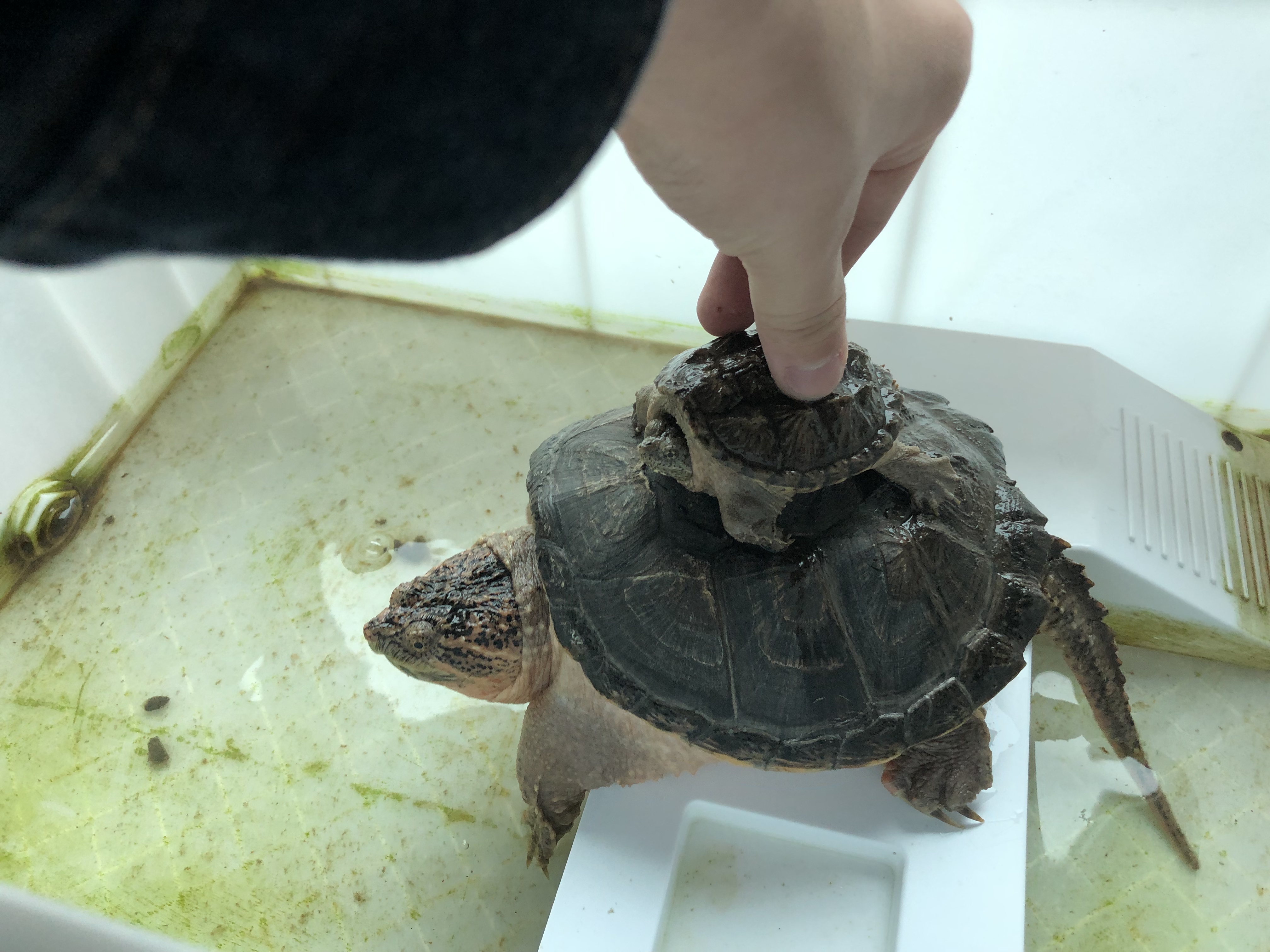 那些年我们一起养过的绿植,那些年我们一起养过的狗子