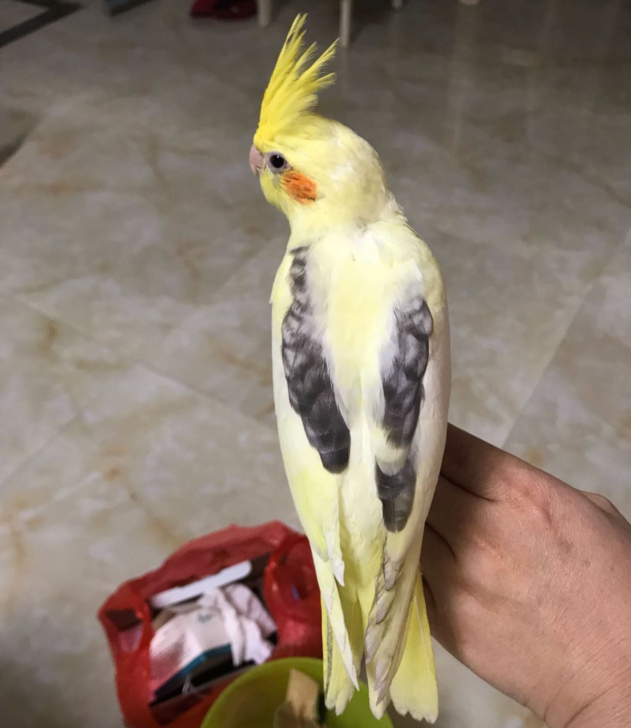 难怪能够“通杀”养宠物的朋友们，这鹦鹉也太漂亮了