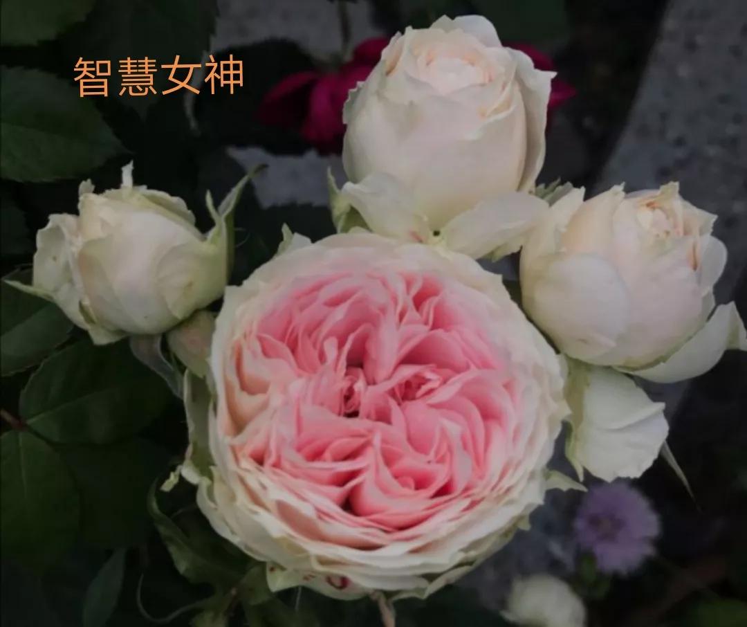 适合做切花的月季品种,十大公认最好切花月季