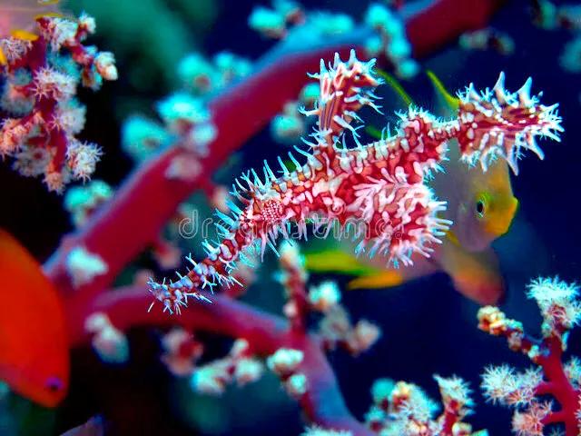 带你们看一下神奇的海底世界,高清60帧海底世界