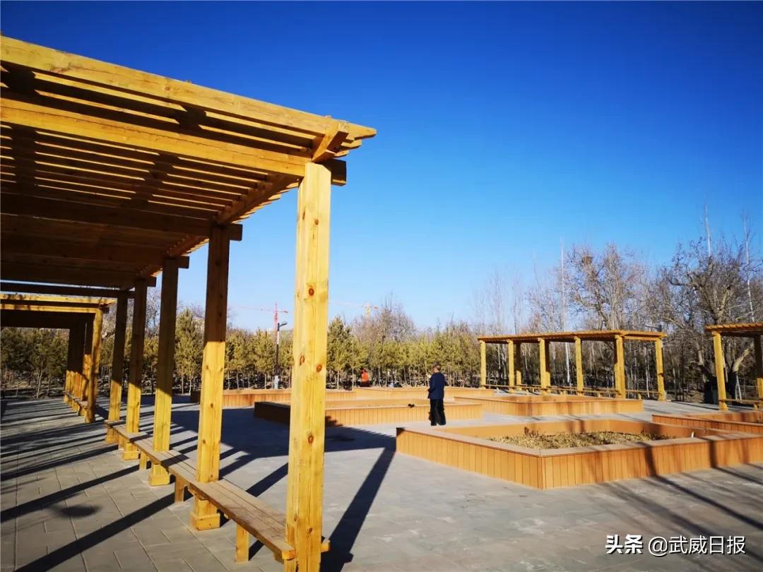 嘘！听说武威有棵树，四个人都抱不住