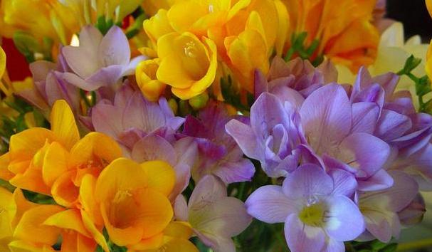 怎么把小苍兰养得花箭粗大,小苍兰的花期养护注意事项