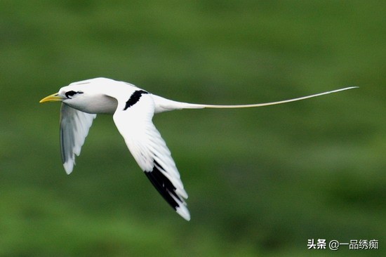 鸟类名字生僻字,带有鸟字的生僻字