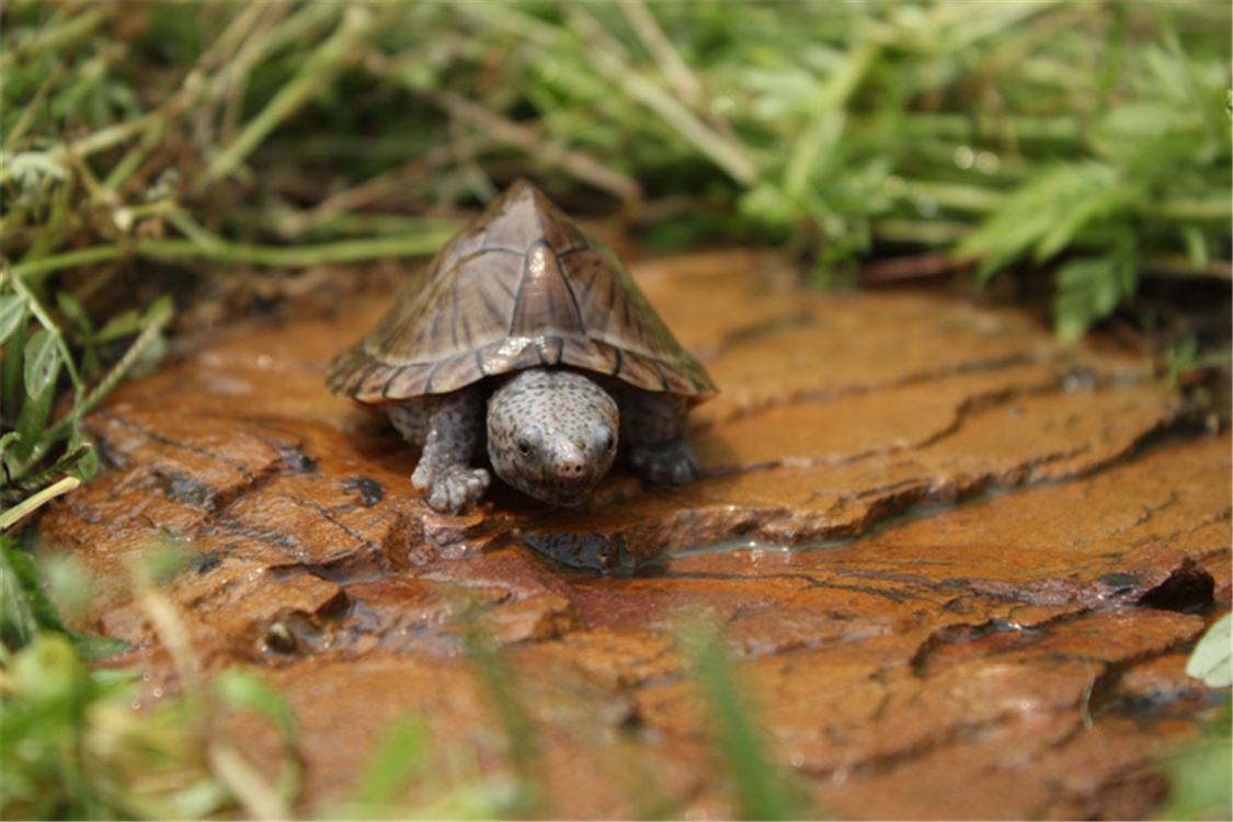 龟苗应激反应有哪些症状,龟中的小僵苗