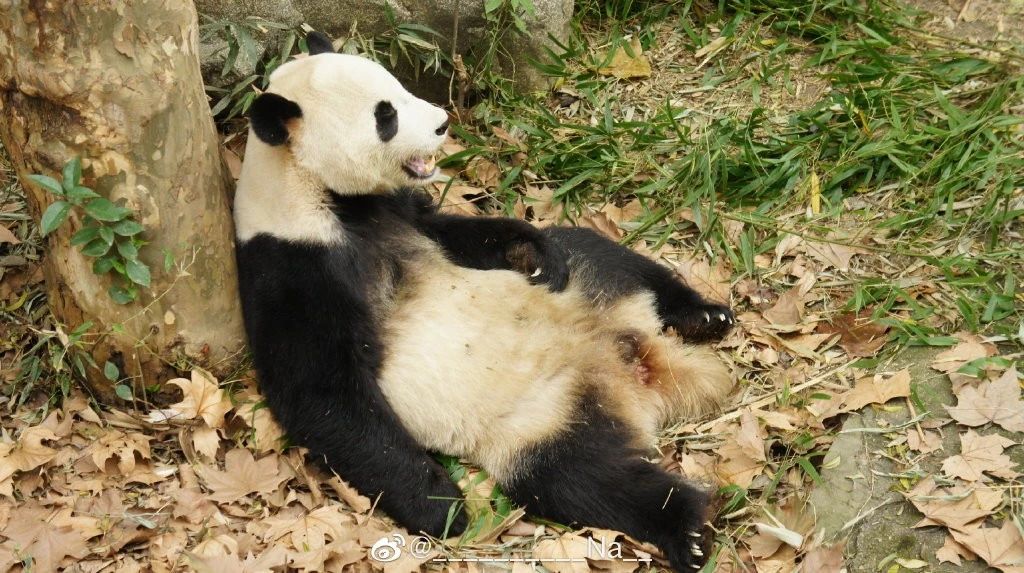 熊猫儿本人照片,熊猫儿图片