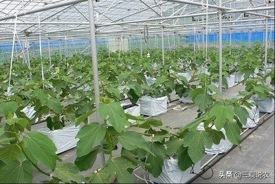 种植无花果前景分析报告,无花果种植具有较好的经济效益