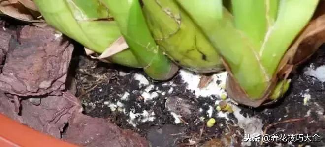 高锰酸钾除盆栽霉菌,植物有霉菌怎么处理