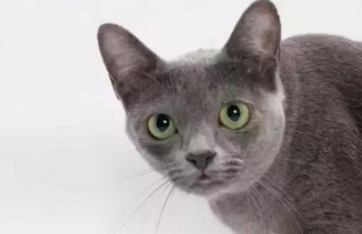 泰国钻石眼招财猫,泰国克拉特